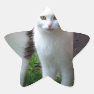 出遊て 星シール