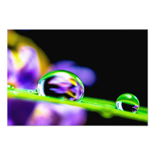 刃の草の紫色の花の水のマクロ低下 フォトプリント