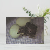 分かったばかり 招待状 (スタンド正面)