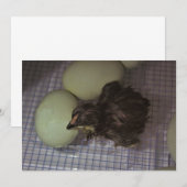 分かったばかり 招待状 (正面/裏面)