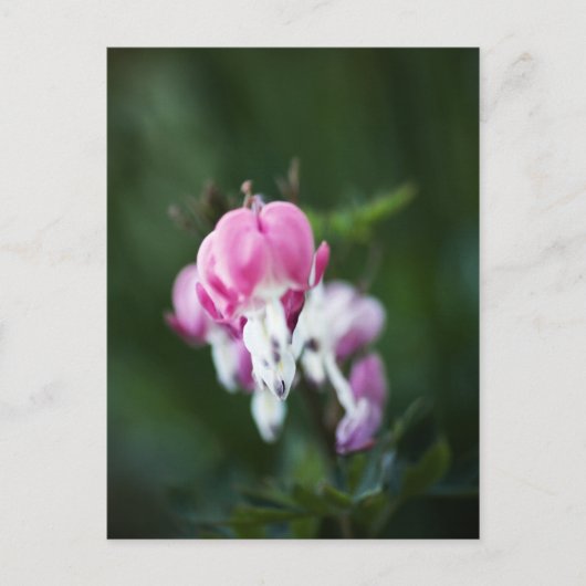 分割ハートラインアップはがき ポストカード (正面)