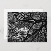 分岐のポストカード ポストカード (正面/裏面)
