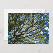 分枝葉書 ポストカード (正面/裏面)