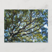 分枝葉書 ポストカード (正面)