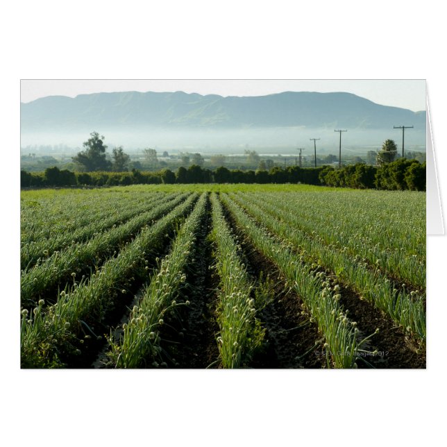 分野で育っているタマネギ (正面横)