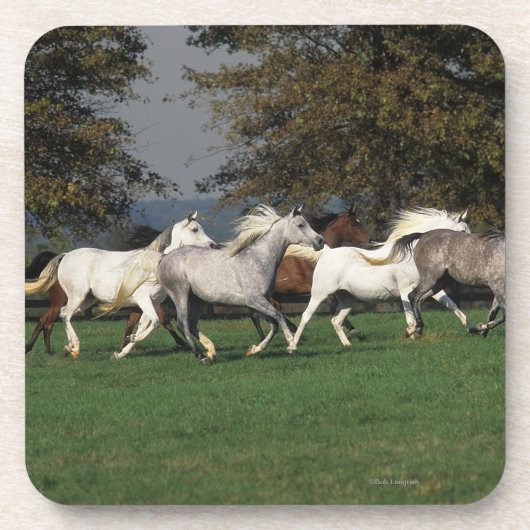 分野で走っているアラビア人 コースター (正面)