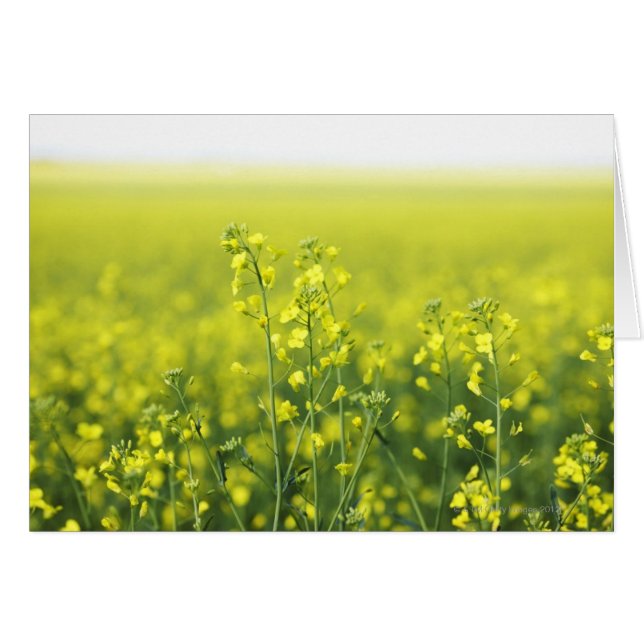分野で開花するCanola (正面横)
