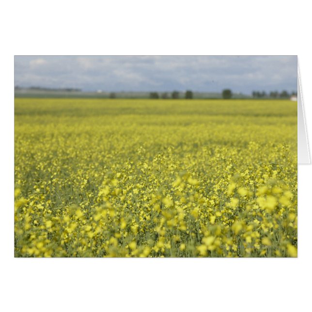 分野で開花するCanola (正面横)