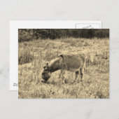 分野のセピア色の調子のろば ポストカード (正面/裏面)