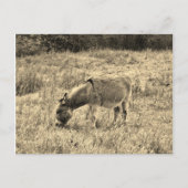 分野のセピア色の調子のろば ポストカード (正面)