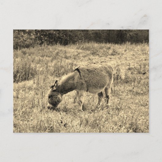 分野のセピア色の調子のろば ポストカード (正面)