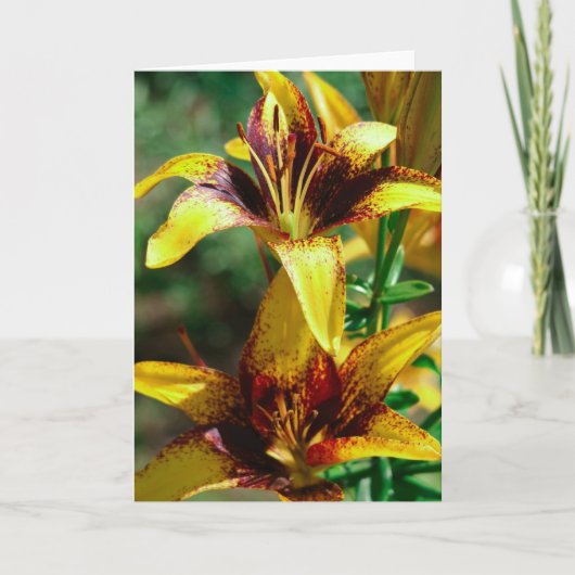 分野のユリ カード (正面)