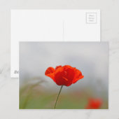 分野の共通のケシの花 ポストカード (正面/裏面)