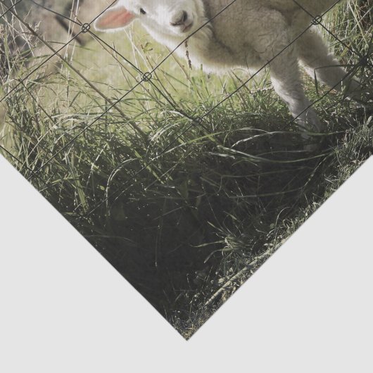 分野の塀の後ろの小さく白い子ヒツジ 薄葉紙 (詳細)