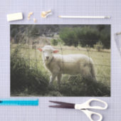 分野の塀の後ろの小さく白い子ヒツジ 薄葉紙 (クラフト)