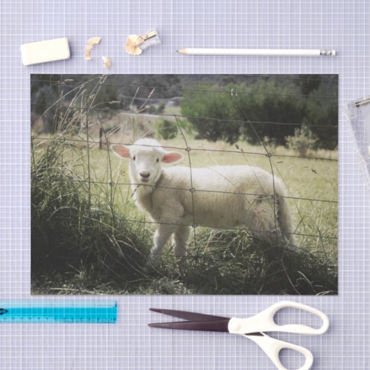 分野の塀の後ろの小さく白い子ヒツジ 薄葉紙 (クラフト)