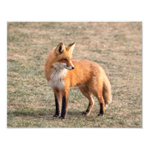 分野の14x11アカギツネ フォトプリント