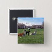 分野の3頭のラマ 缶バッジ (正面&裏面)