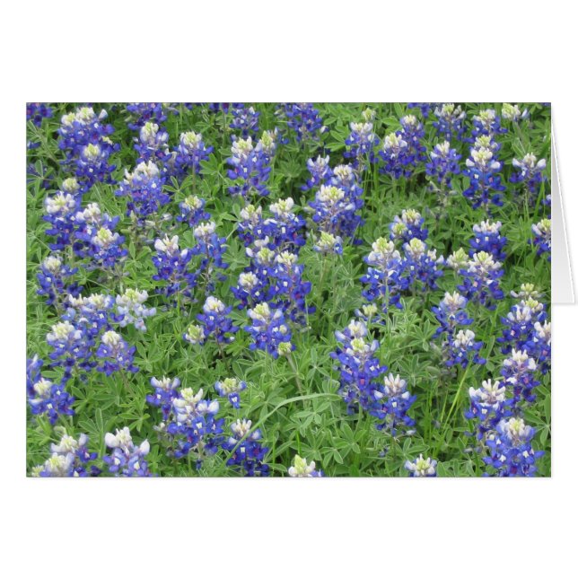 分野のBluebonnets (正面横)