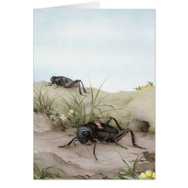 分野コオロギ (正面)