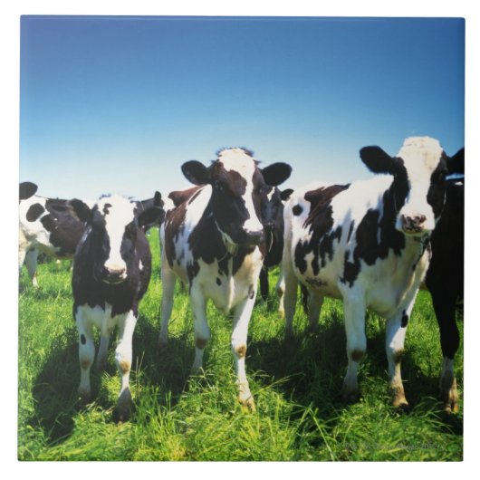 分野、別海町の町、北海道の牛 タイル (正面)