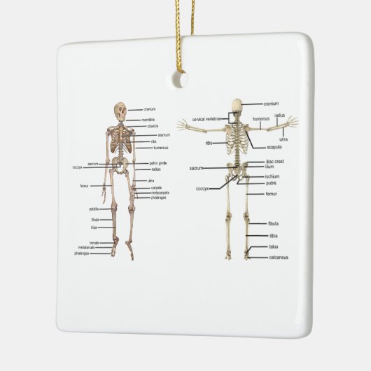 分類される人間の解剖学の骨組医学の図表 セラミックオーナメント (左)