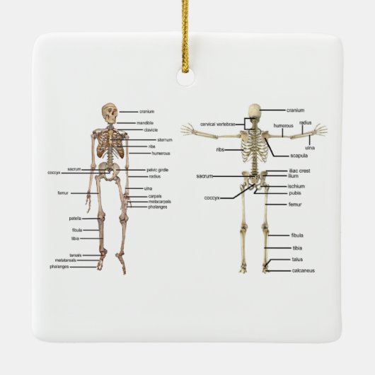 分類される人間の解剖学の骨組医学の図表 セラミックオーナメント (裏面)
