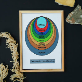 分類学的分類 ポスター