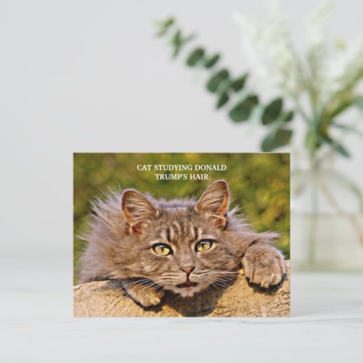 切りおもしろい株の毛を研究しているアンチの切り株の猫 ポストカード (スタンド正面)