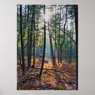 切り株にスポットライトを当てる ポスター