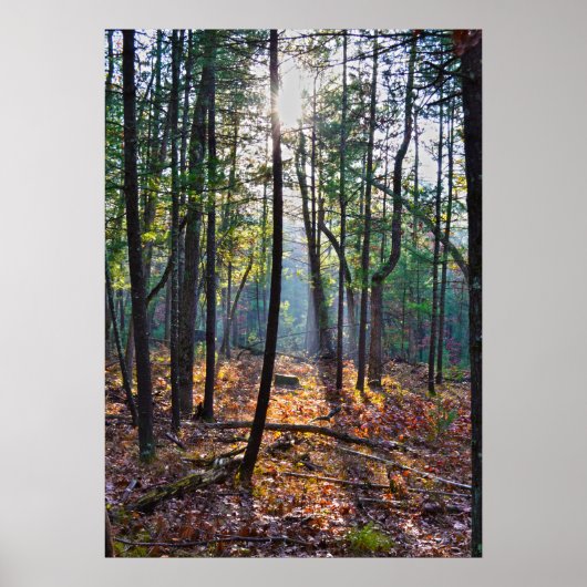 切り株にスポットライトを当てる ポスター (正面)