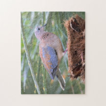 切り株に美しいセネガルの鳩