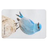 切り株に美しい山のブルーバード マグネット (横)