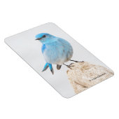 切り株に美しい山のブルーバード マグネット (右側)