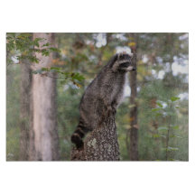 切り株のまな板のアライグマ