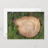 切り株の切れ端 ポストカード (正面/裏面)