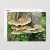 切り株はがき上の棚菌 ポストカード (正面/裏面)