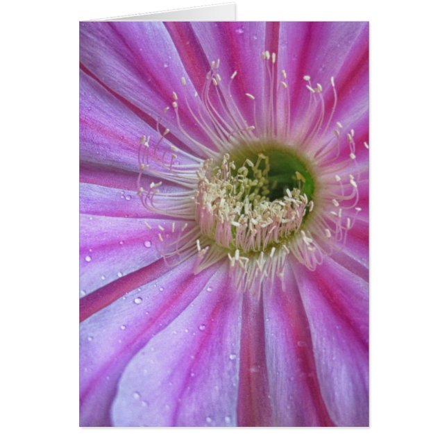 切れのflattyケーキ (正面)