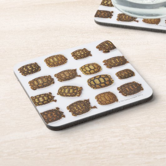 列で整理されるベビーのカメ コースター (左側)