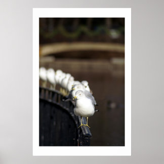 列に並んだカモメ ポスター