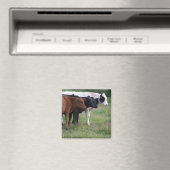 列に並んだ牛 マグネット (インサイチュ (食洗機))