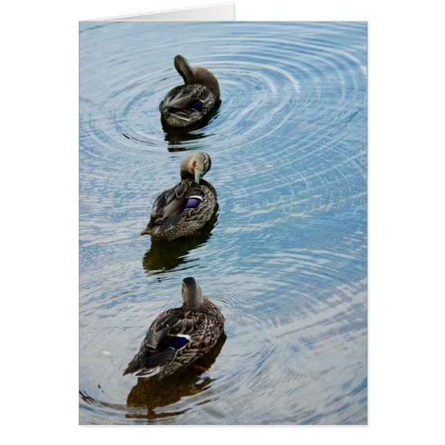 列のアヒル (正面)