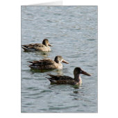 列のアヒル (正面)