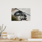 列の写真の中のスライダーカメ ポスター (キッチン)