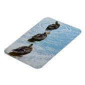 列プレミアム磁石のアヒル マグネット (左側)