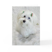 初めてのクリスマス