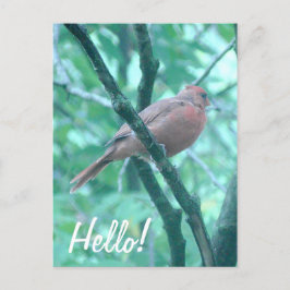 初めまして!ことわざハイ(鳥)ショウジョウコウカンチョウオンブランチ ポストカード