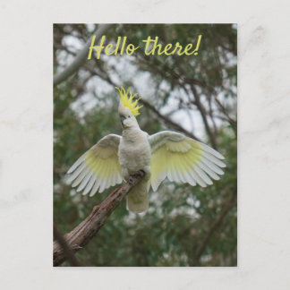 初めまして!オウム鳥の羽を開けてパーソナライズ ポストカード