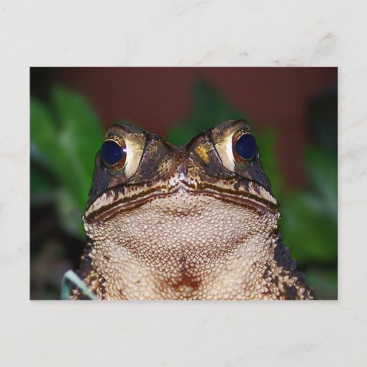 初めまして!ポストカード ポストカード (正面)