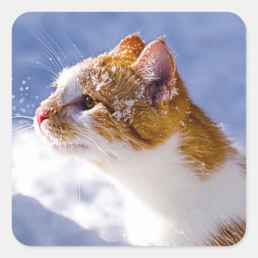 初冬 スクエアシール (正面)